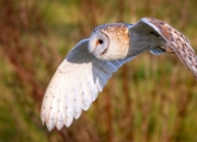 九游体育-马刺掀翻篮网，约基奇成为关键先生的战术密码